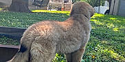Mac joined the competition — help win amazing prizes! dog, puppy, grass, yard, tree, sunlight, backyard, fence, swing, doghouse, pet, outdoor, nature, greenery, canine, animal, fluffy, summer, daylight, playing