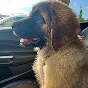 Mac joined the competition — help win amazing prizes! dog, puppy, fluffy, car_interior, leather_seat, sunlight, window, tongue_out, side_profile, brown_fur, black_nose, seat_belt, daylight, outdoor_view, vehicle, pet, cute, calm, young_dog, sitting