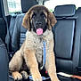 Mac is registered to the contest to win money with this photo: puppy, dog, car_interior, backseat, leash, tongue_out, fluffy, black_nose, happy, sitting, fur, pet, canine, seatbelt, window, headrest, paw, young_dog, domestic_animal, animal