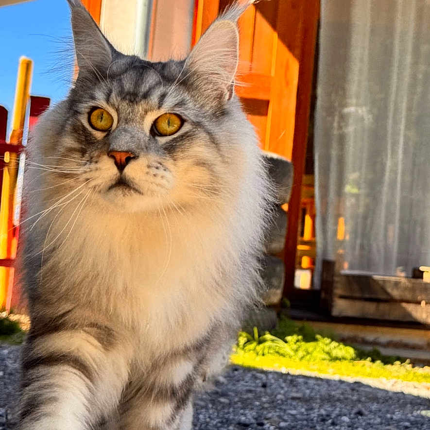 Ambroise participe au concours pour gagner de l'argent avec cette photo : animal, blue_sky, cat, close_up, confident, curious, ears, feline, fluffy, gravel, nature, outdoor, pet, portrait, sunlight, tabby, walking, whiskers, wooden_door, yellow_eyes