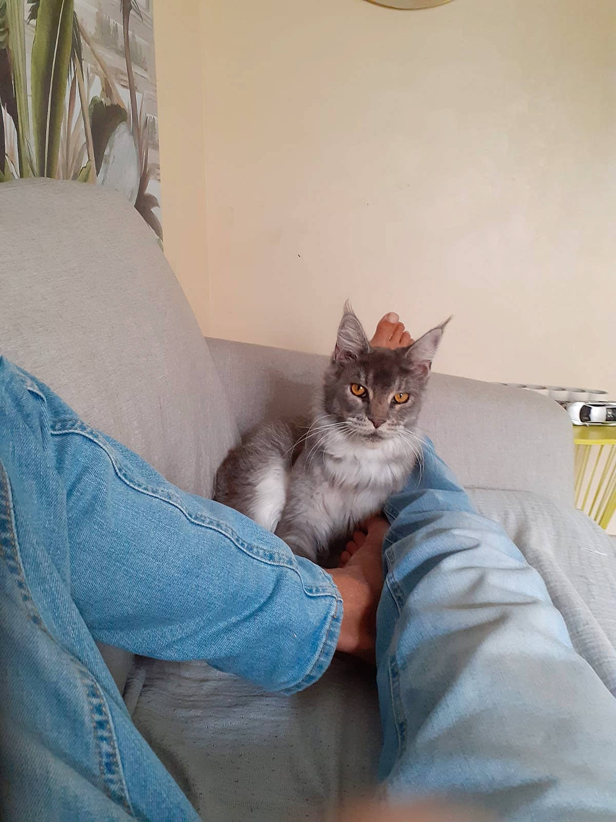 Tami a rejoint le concours — aidez-le/la à gagner de superbes lots ! bed, bedding, carnivore, cat, chair, comfort, couch, domestic_short_haired_cat, felidae, fur, grey, hardwood, linens, room, sitting, small_to_medium_sized_cats, table, tail, whiskers, wood