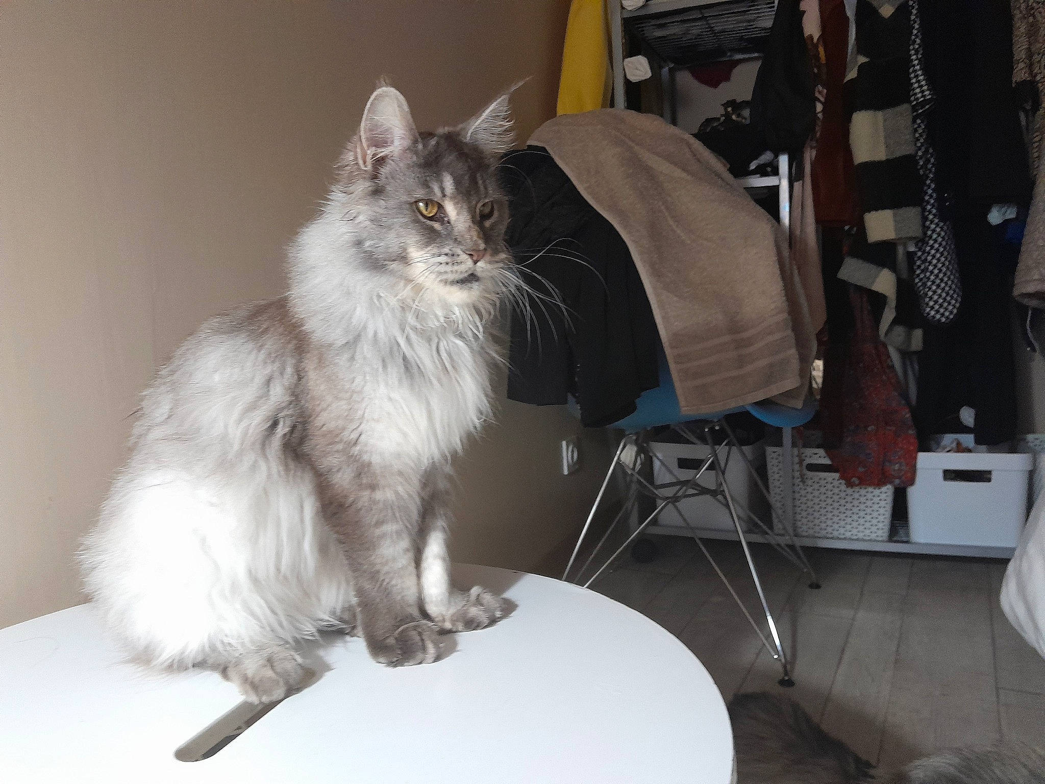 Tami participe au concours pour gagner de l'argent avec cette photo : british_longhair, carnivore, cat, chair, claw, comfort, felidae, fur, grey, paw, persian, ragdoll, small_to_medium_sized_cats, snout, tail, whiskers