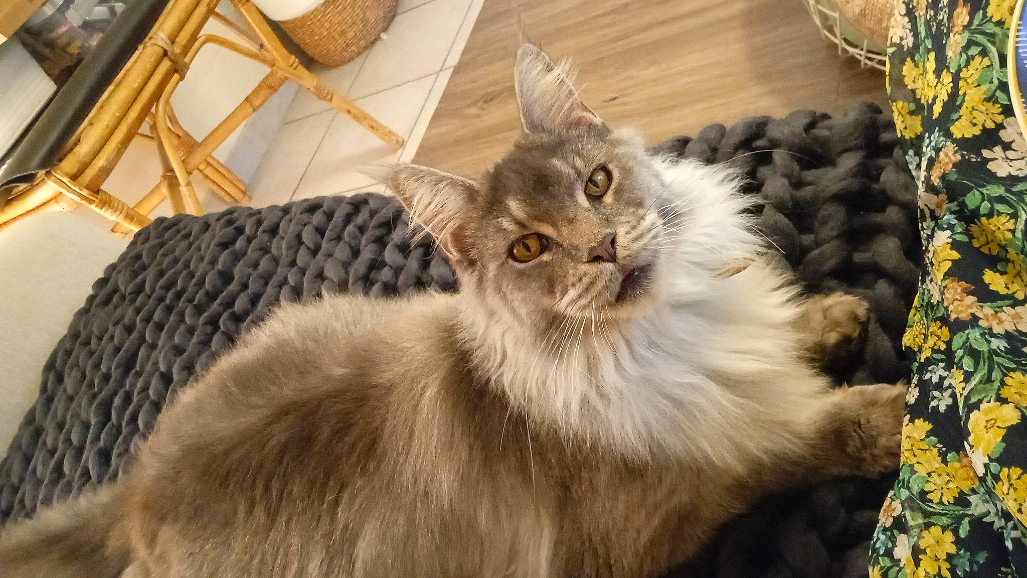 Tami participe au concours pour gagner de l'argent avec cette photo : british_longhair, carnivore, cat, chair, comfort, felidae, fur, hardwood, maine_coon, persian, small_to_medium_sized_cats, terrestrial_animal, whiskers, wicker, wood