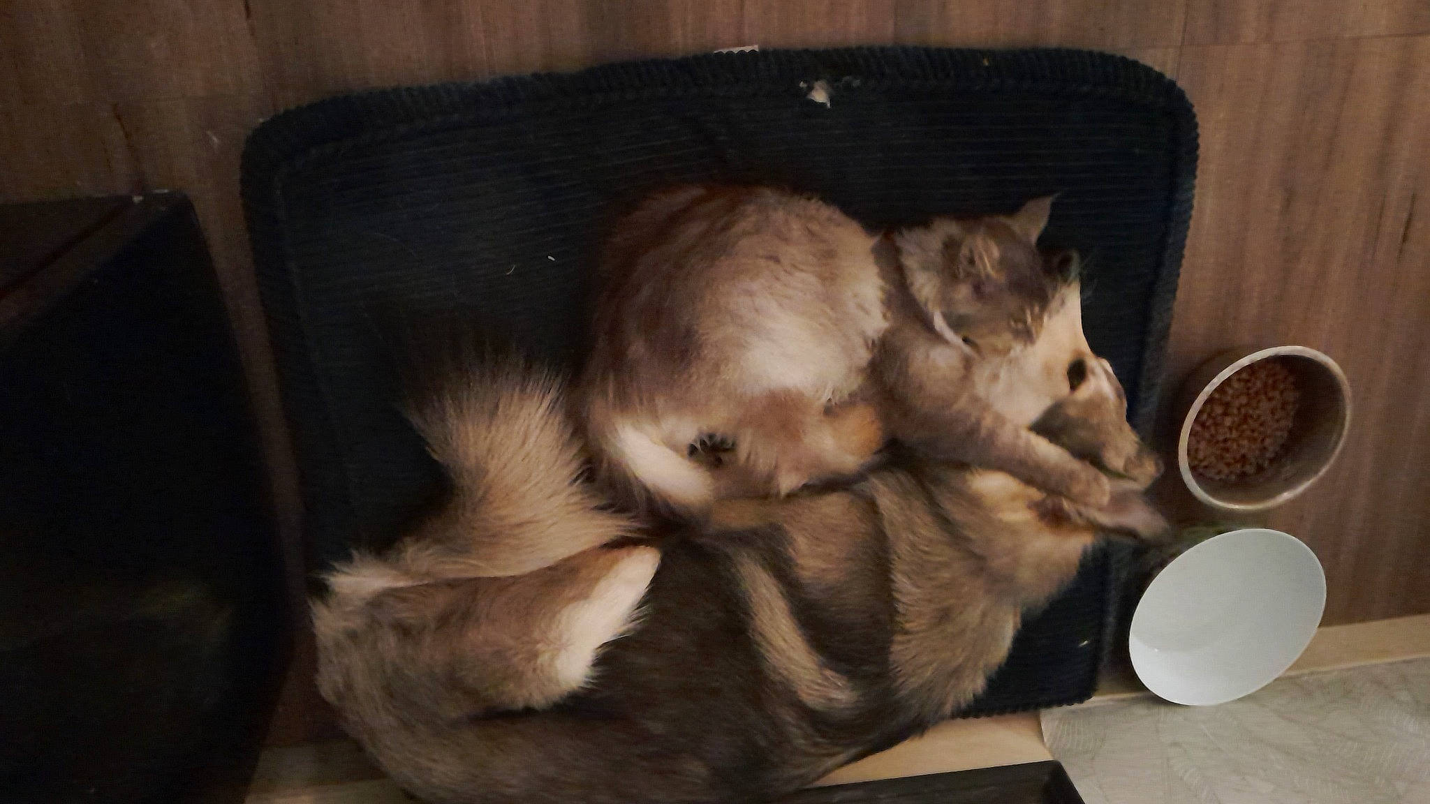 Opus participe au concours pour gagner de l'argent avec cette photo : carnivore, cat, comfort, dog_breed, domestic_short_haired_cat, fawn, felidae, fur, kitchen_utensil, nap, paw, plate, serveware, small_to_medium_sized_cats, snout, sporting_group, tableware, tail, tissue_paper, whiskers