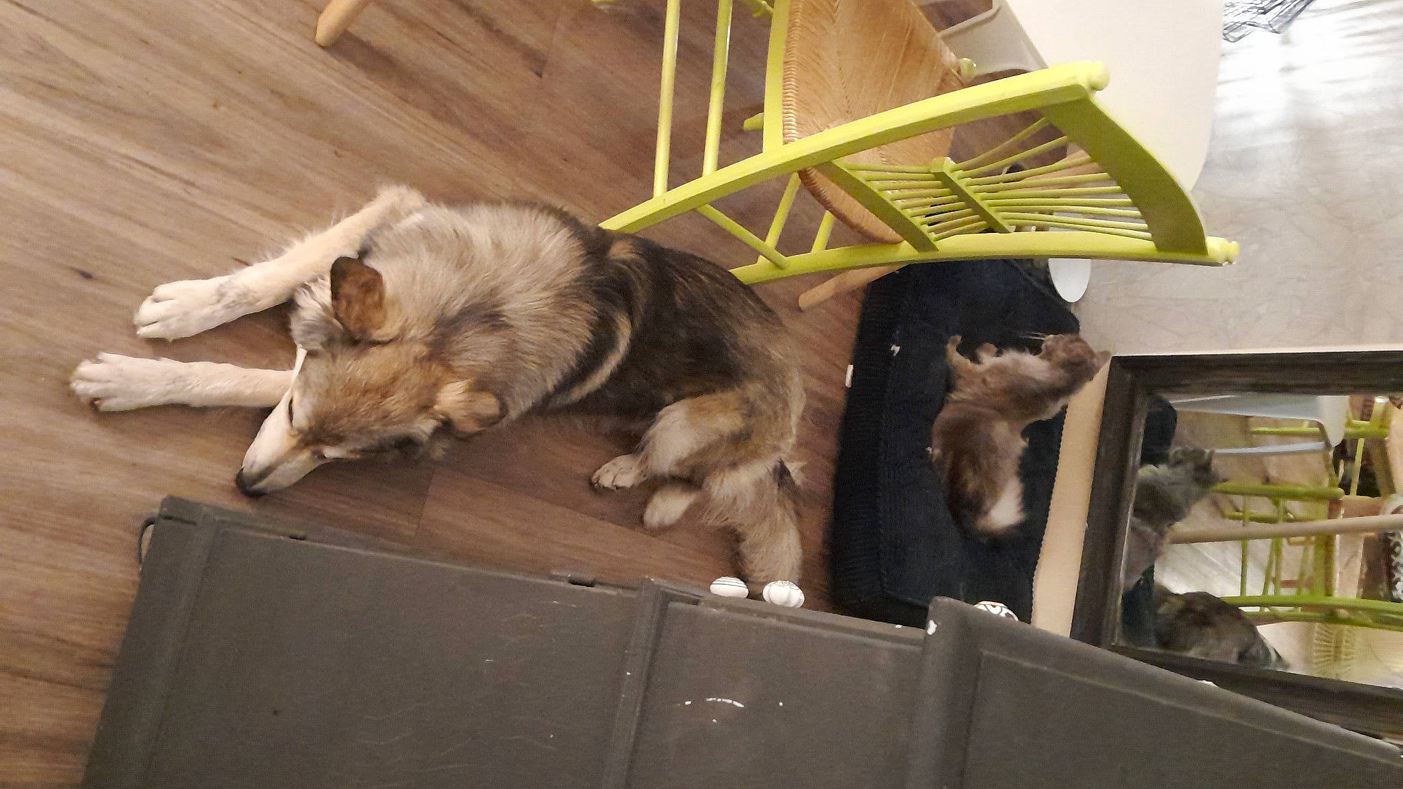 Opus participe au concours pour gagner de l'argent avec cette photo : canidae, carnivore, companion_dog, dog, dog_breed, fawn, felidae, fur, hardwood, small_to_medium_sized_cats, sporting_group, terrestrial_animal, wood, working_animal