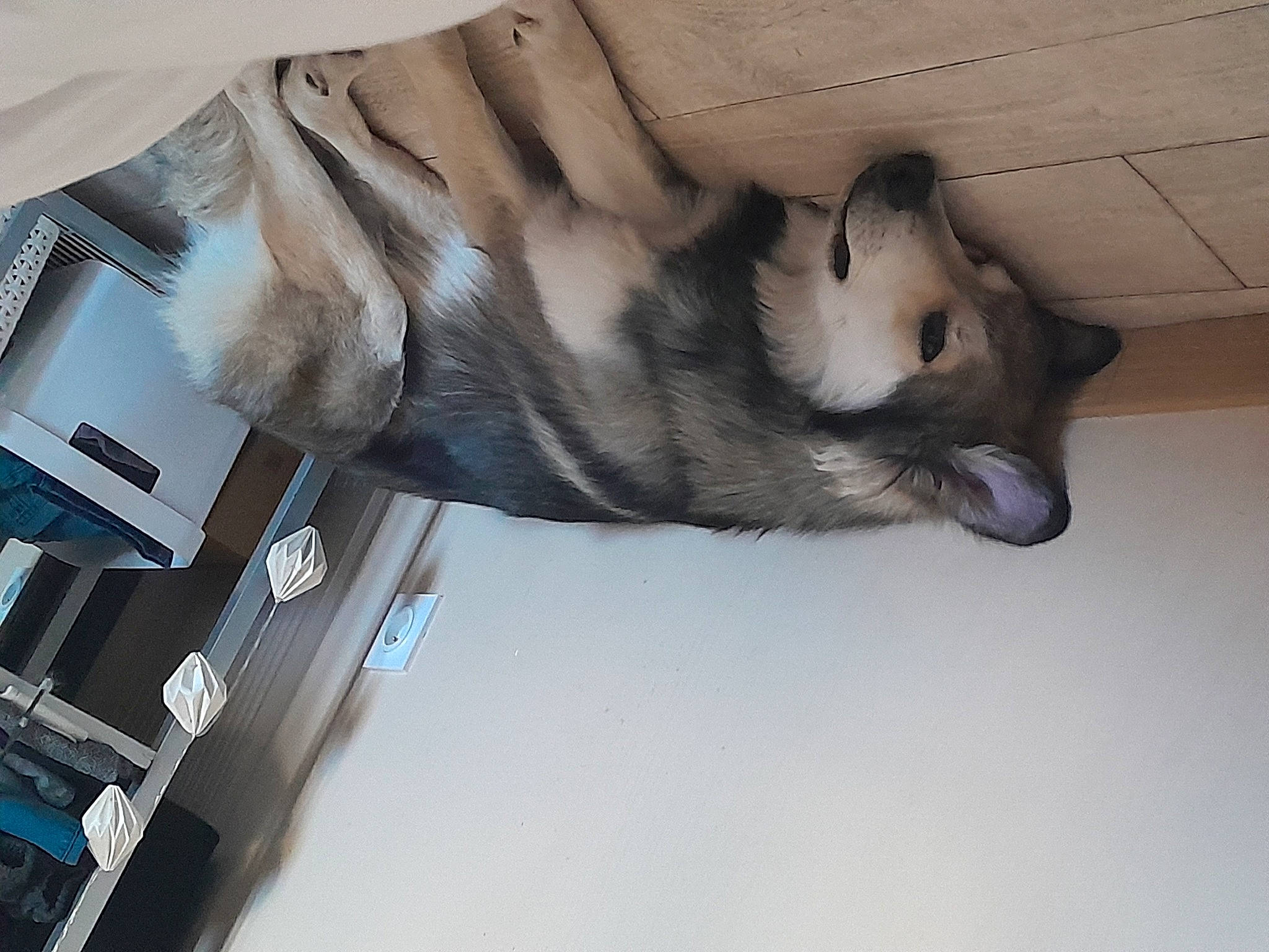 Opus participe au concours pour gagner de l'argent avec cette photo : canidae, carnivore, comfort, companion_dog, dog, dog_breed, domestic_short_haired_cat, fawn, felidae, foot, fur, hardwood, human_leg, paw, small_to_medium_sized_cats, snout, sporting_group, tail, whiskers, wood