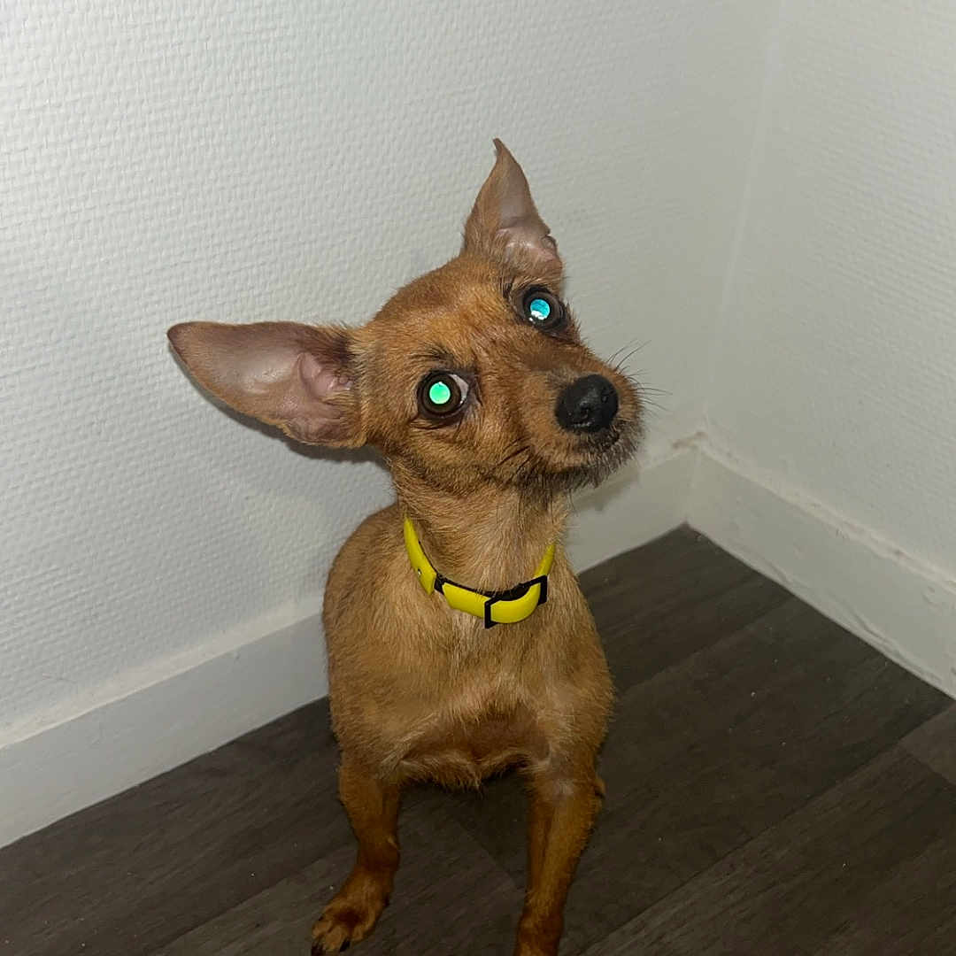 Princesse participe au concours pour gagner de l'argent avec cette photo : accessories, animal, canine, chihuahua, collar, dog, hardwood, hound, indoors, interiordesign, leash, pet, plywood, puppy, snout, strap, wood