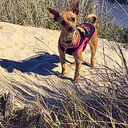 Princesse a rejoint le concours — aidez-le/la à gagner de superbes lots ! dog, small_dog, sandy_dune, grass, outdoor, pet, vest, brown_dog, animal, nature, sunlight, shadow, alert, ears_up, standing, collar, leash, fence, background, person