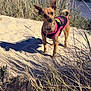 dog, small_dog, sandy_dune, grass, outdoor, pet, vest, brown_dog, animal, nature, sunlight, shadow, alert, ears_up, standing, collar, leash, fence, background, person