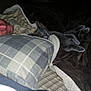 Ghost is registered to the contest to win money with this photo: animal, bed, blanket, cat, comfort, cozy, dark, face, human, indoor, man, nap, pet, pillow, plaid, quiet, relaxation, rest, sleeping, striped_shirt