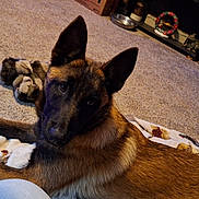 Lilith is registered to the contest to win money with this photo: animal, black_face, blanket, blue_light, brown_fur, canine, carpet, companion, dog, ears, furniture, household, indoor, living_room, looking, paw, pet, relaxed, shelf, toy