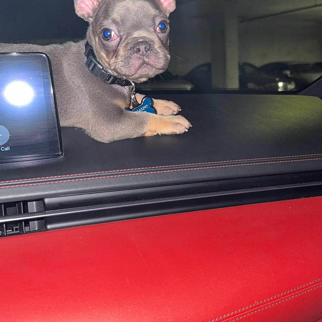 Blue joined the competition — help win amazing prizes! alert, animal, black_interior, car_dashboard, collar, cute, dog, ears, flash_reflection, french_bulldog, indoors, leather, night, parking_garage, pet, puppy, red_interior, resting, tag, vehicle