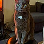 cat, gray_cat, pet, animal, indoor, stool, fireplace, living_room, furniture, cozy, whiskers, ears, fur, sitting, portrait, household, cute, domestic_cat, feline, relaxed
