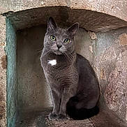 Sami participe au concours pour gagner de l'argent avec cette photo : cat, gray_cat, green_eyes, white_patch, stone_alcove, sitting, curious, pet, animal, feline, whiskers, ears, tail, indoor, quiet, stone_wall, texture, calm, portrait, mammal
