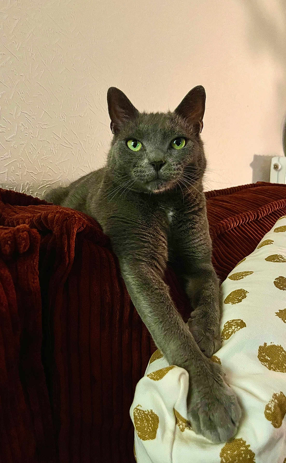 Sami participe au concours pour gagner de l'argent avec cette photo : cat, gray_cat, green_eyes, pets, feline, couch, pillow, stretching, indoor, cozy, relaxed, furniture, home, comfort, resting, closeup, animal, whiskers, ears, fur