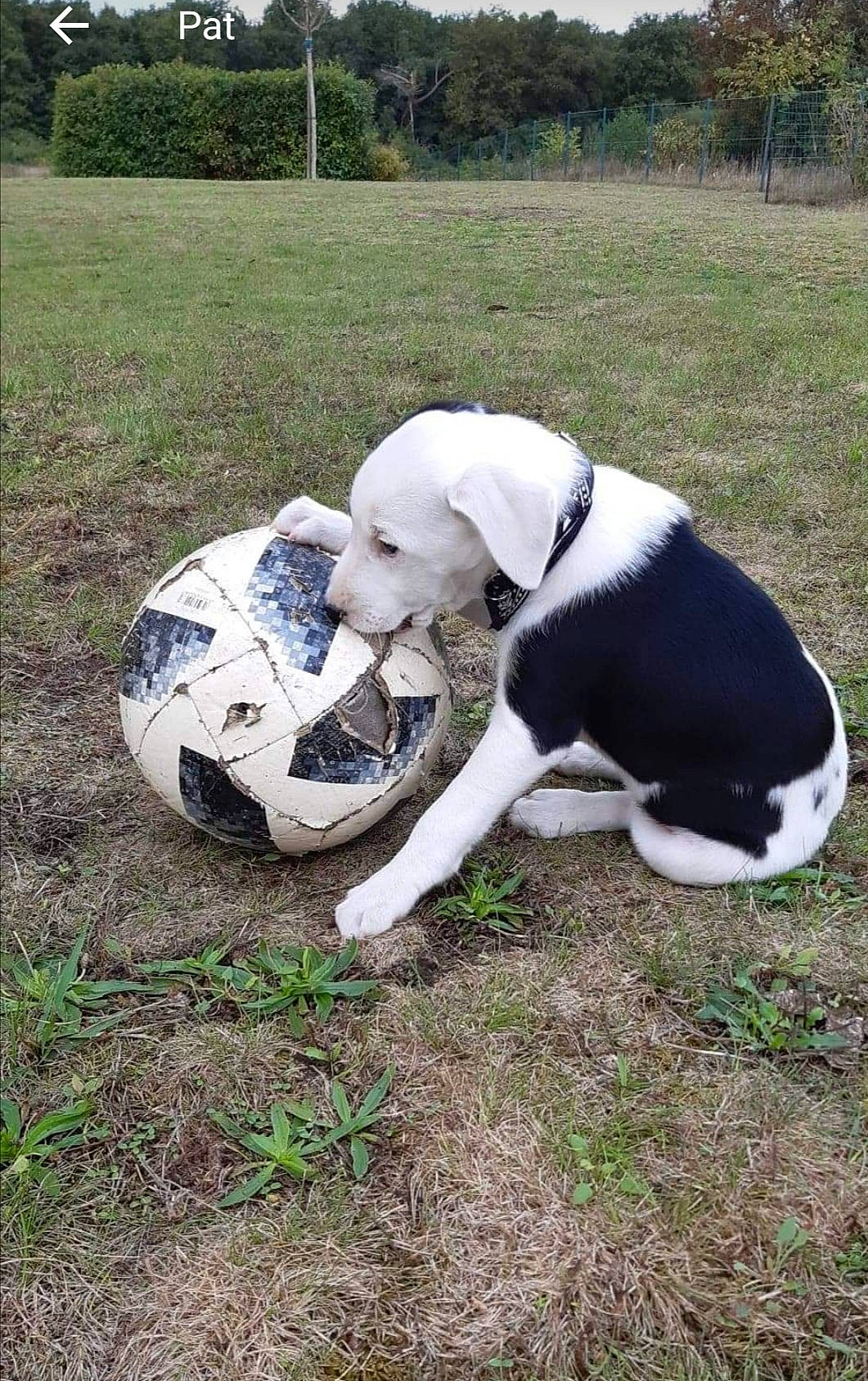 Maya participe au concours pour gagner de l'argent avec cette photo : ball, canidae, carnivore, dog, dog_breed, grass, non_sporting_group, pointer, soccer_ball, sporting_group