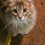 Ollie is registered to the contest to win money with this photo: cat, feline, long_hair, whiskers, big_eyes, curious, pet, domestic_cat, indoor, portrait, close_up, brown_fur, tabby, fluffy, looking_up, carpet, whisker_detail, yellow_strip, cozy, soft_texture