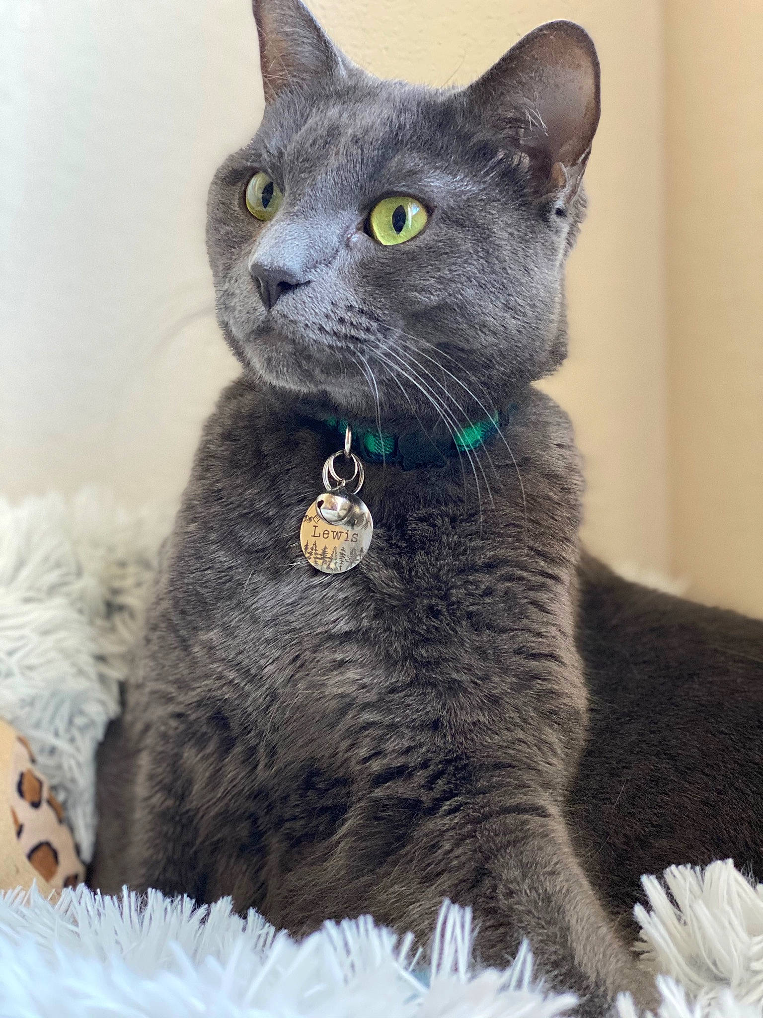 Lewis joined the competition — help win amazing prizes! art, carnivore, cat, cat_supply, domestic_short_haired_cat, felidae, fur, grey, russian_blue, small_to_medium_sized_cats, snout, tail, terrestrial_animal, whiskers, window