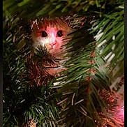 Mamoune participe au concours pour gagner de l'argent avec cette photo : animal, background_blur, cat, christmas_tree, closeup, curious, cute, eyes, face, fur, greenery, hidden, holiday, indoors, mystery, nature, pet, pine_branches, soft_light, whiskers