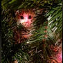 animal, background_blur, cat, christmas_tree, closeup, curious, cute, eyes, face, fur, greenery, hidden, holiday, indoors, mystery, nature, pet, pine_branches, soft_light, whiskers