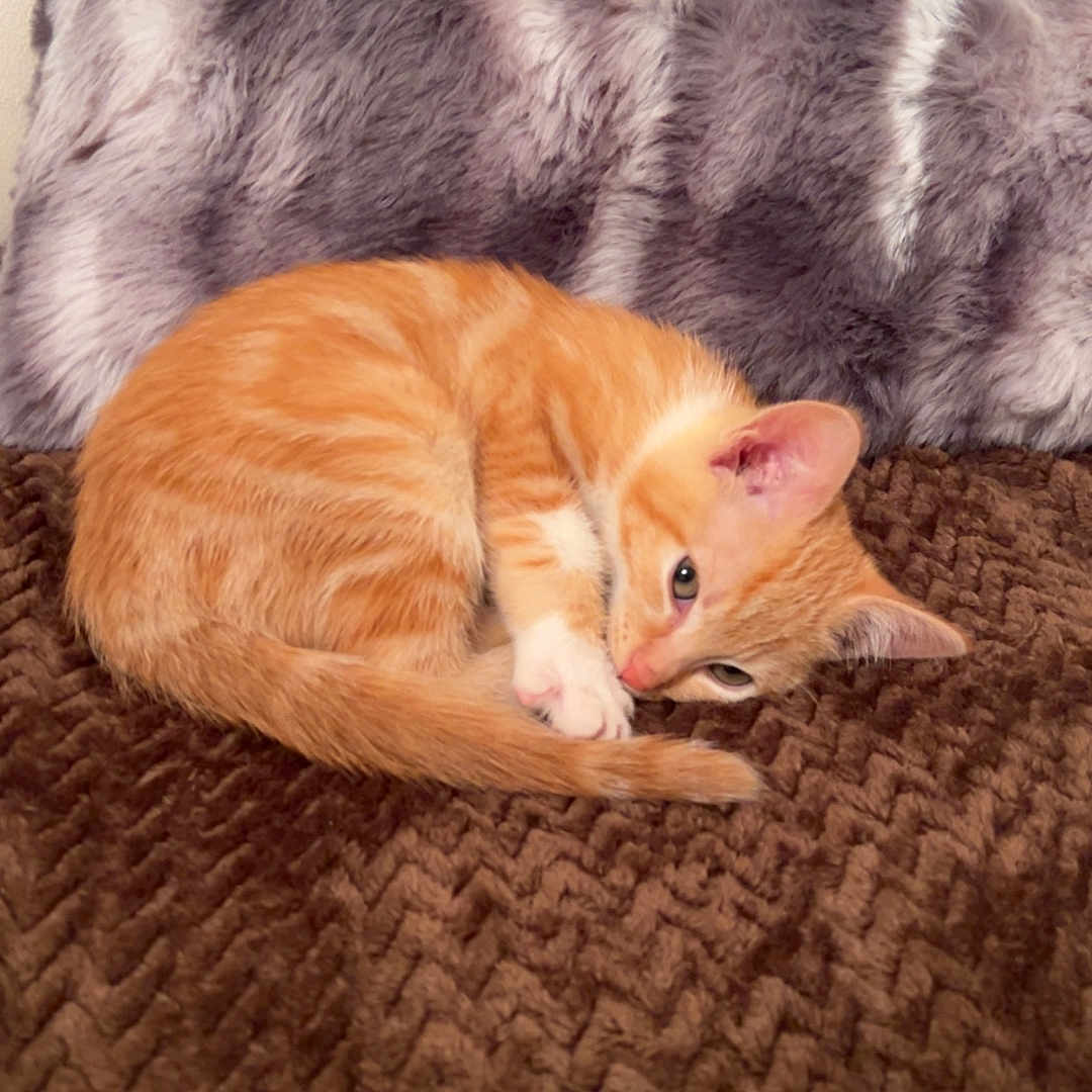 Rookie participe au concours pour gagner de l'argent avec cette photo : cat, kitten, orange_tabby, feline, pet, sleeping, curled_up, brown_blanket, textured_blanket, fluffy_pillow, gray_pillow, cozy, cute, domestic_cat, indoor, resting, small_animal, young_cat, fur, whiskers