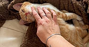 Rookie participe au concours pour gagner de l'argent avec cette photo : cat, orange_tabby, sleeping, hand, tattoo, bracelet, ring, blanket, couch, indoor, pet, cozy, relaxing, animal, fur, scratching, comfortable, home, toy, feline