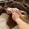cat, orange_tabby, sleeping, hand, tattoo, bracelet, ring, blanket, couch, indoor, pet, cozy, relaxing, animal, fur, scratching, comfortable, home, toy, feline