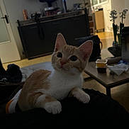 Rookie participe au concours pour gagner de l'argent avec cette photo : kitten, cat, indoor, living_room, furniture, television, plant, table, food_container, orange_cat, white_cat, curious, pet, animal, cozy, floor, door, blanket, cushion, domestic_cat