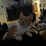 kitten, cat, indoor, living_room, furniture, television, plant, table, food_container, orange_cat, white_cat, curious, pet, animal, cozy, floor, door, blanket, cushion, domestic_cat