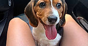 Milo a rejoint le concours — aidez-le/la à gagner de superbes lots ! adorable, animal, brown_white_black, canine, car_interior, closeup, companion, cute, dog, domestic_animal, friendly, happy, indoor, legs, looking_up, pet, puppy, seated, tongue_out, young