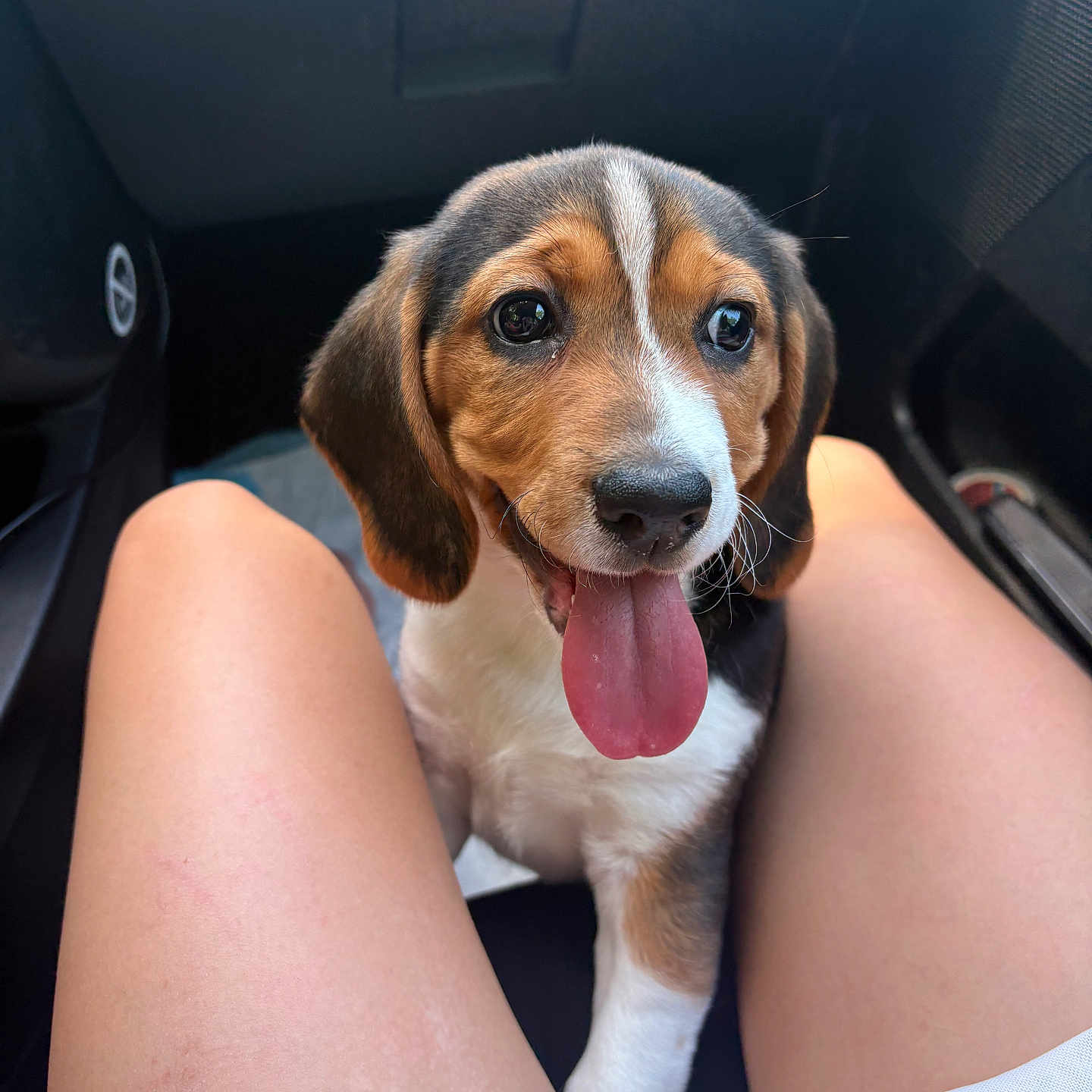 Milo