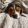adorable, animal, blanket, closeup, comfort, cozy, cute, dog, fur, indoors, nose, pet, puppy, relaxing, resting, sleeping, snuggled, soft, texture, warm