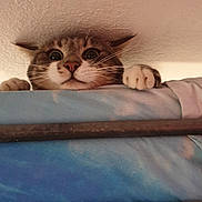 Timinet a rejoint le concours — aidez-le/la à gagner de superbes lots ! cat, wide_eyes, paw, ceiling, blue_surface, curious, indoor, pet, feline, whiskers, fur, climbing, close_up, animal, cute, looking_up, playful, adventure, home, nose