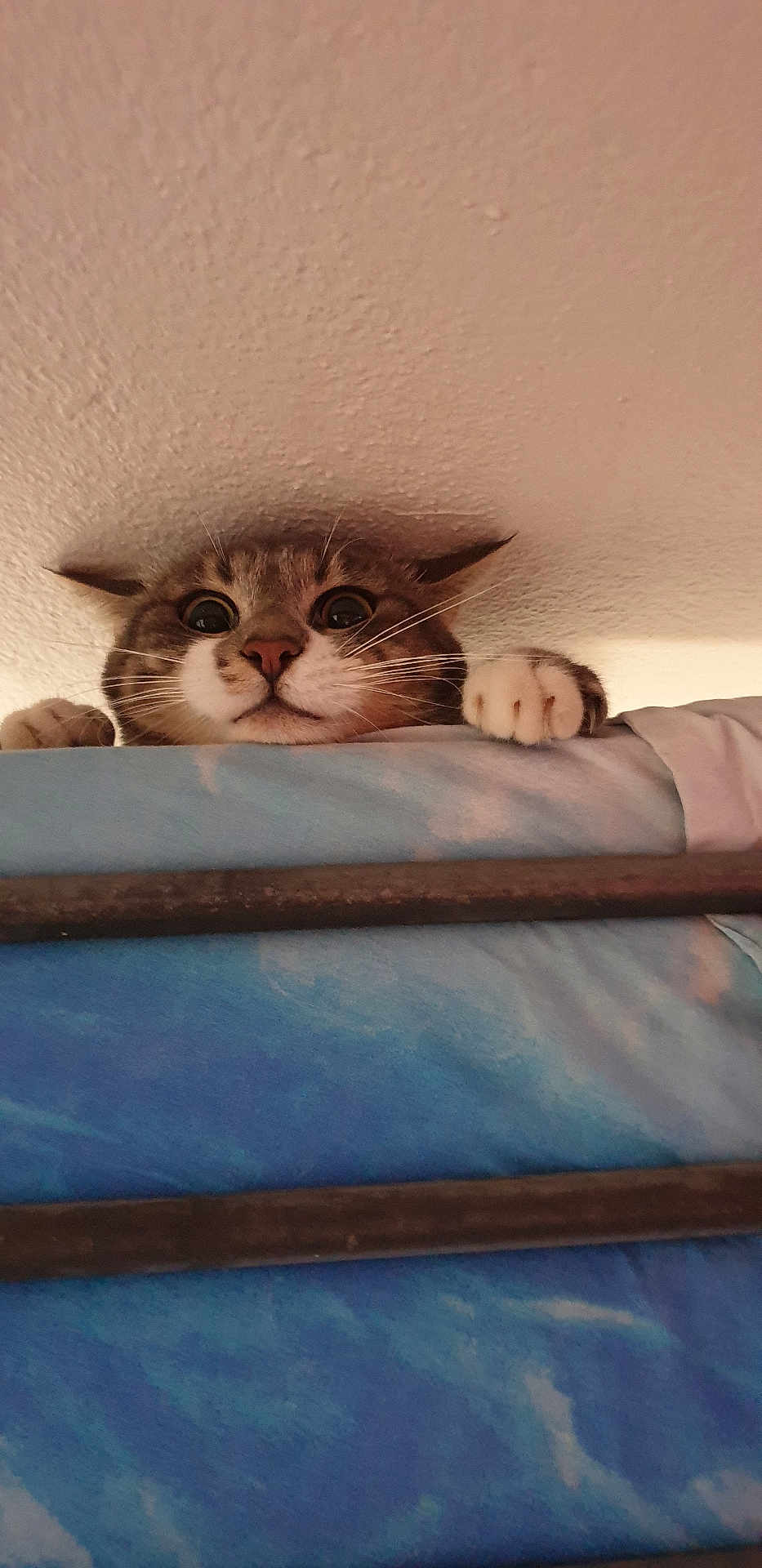 Timinet