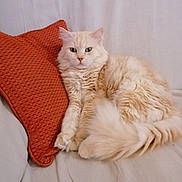 Canelle a rejoint le concours — aidez-le/la à gagner de superbes lots ! cat, fluffy, cream_colored, pillow, orange, couch, indoor, pet, relaxed, fur, tail, whiskers, cute, domestic_animal, feline, resting, cozy, home, animal, portrait