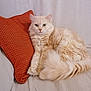 cat, fluffy, cream_colored, pillow, orange, couch, indoor, pet, relaxed, fur, tail, whiskers, cute, domestic_animal, feline, resting, cozy, home, animal, portrait