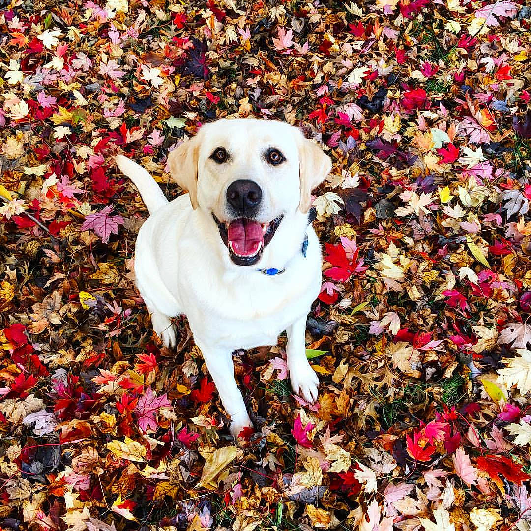 Charlie joined the competition — help win amazing prizes! autumn, carmine, carnivore, collar, companion_dog, deciduous, dog, dog_breed, dog_collar, dog_supply, fawn, flower, grass, groundcover, happy, leaf, people_in_nature, petal, plant, sporting_group