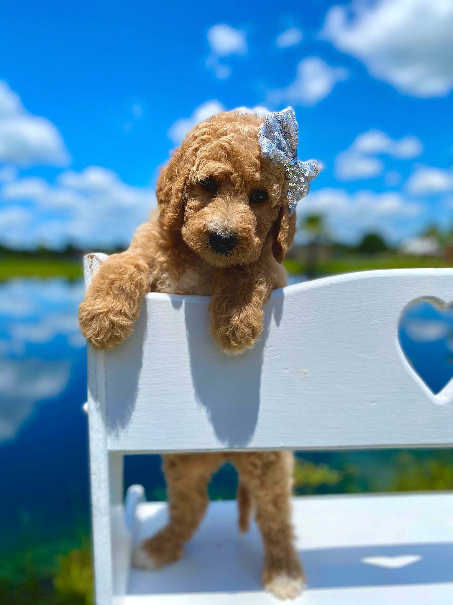 Baylee Rae joined the competition — help win amazing prizes! american_cocker_spaniel, canidae, carnivore, cockapoo, companion_dog, dog, dog_breed, labradoodle, lagotto_romagnolo, miniature_poodle, non_sporting_group, poodle, poodle_crossbreed, puppy, spanish_water_dog, sporting_group, standard_poodle, toy_dog, toy_poodle, water_dog