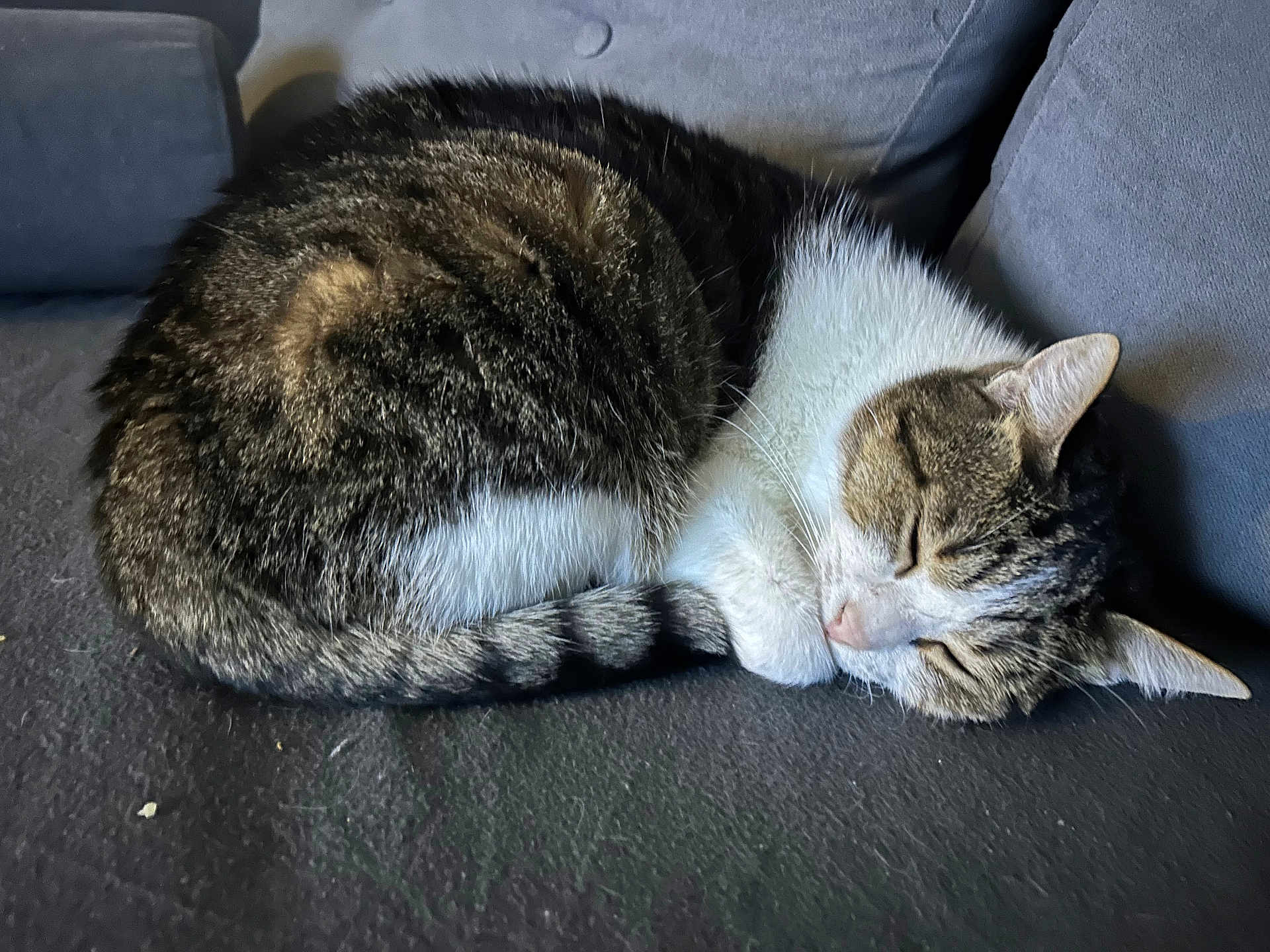 Chanel participe au concours pour gagner de l'argent avec cette photo : cat, tabby, sleeping, curled_up, couch, sofa, fur, pet, domestic_cat, whiskers, tail, paw, cozy, nap, indoor, feline, closeup, relaxed, upholstery, home