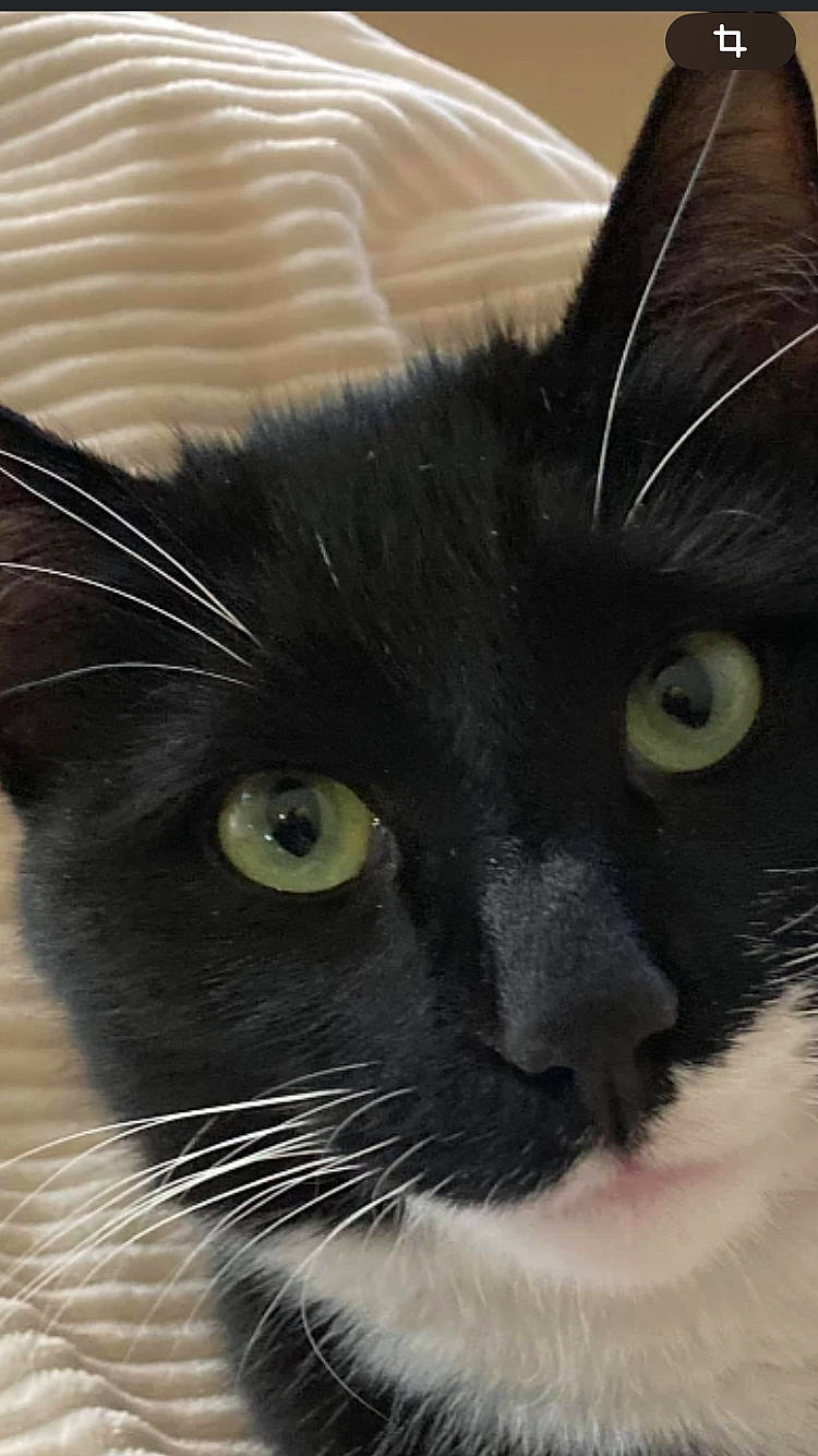 Pablo participe au concours pour gagner de l'argent avec cette photo : black_cat, carnivore, cat, comfort, domestic_short_haired_cat, ear, eye, felidae, fur, head, human_body, iris, small_to_medium_sized_cats, snout, terrestrial_animal, whiskers