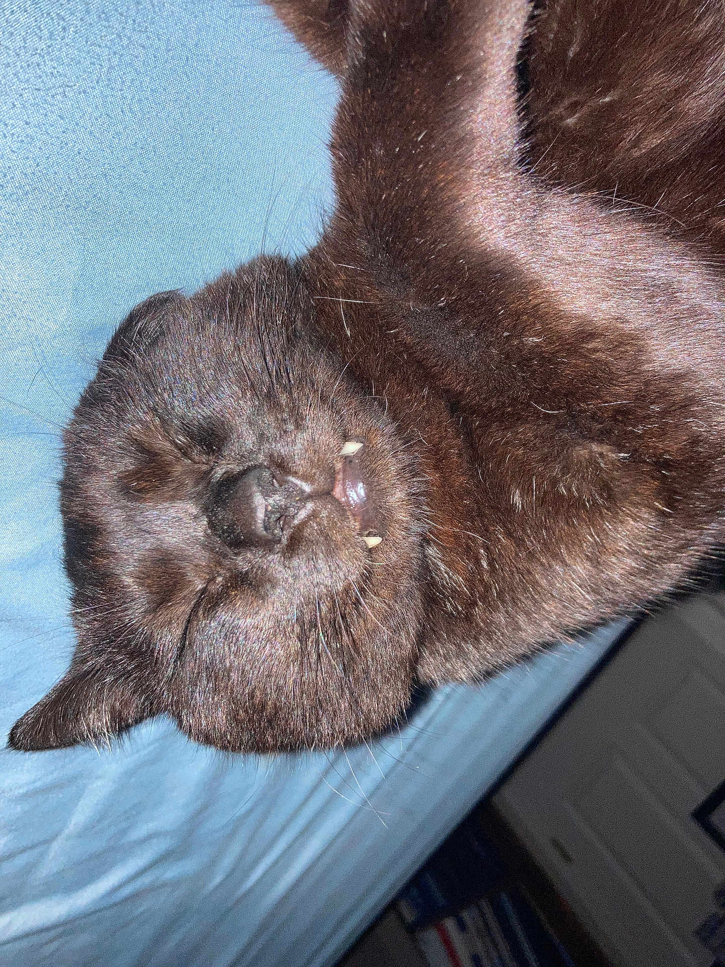 Richard joined the competition — help win amazing prizes! black_cat, cat, pet, sleeping, fangs, close_up, whiskers, fur, indoor, blue_sheet, resting, cute, animal, mammal, domestic_cat, cozy, relaxed, nap, feline, portrait