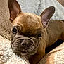 adorable, animal, blanket, brown, close_up, cozy, cute, dog, ears, eyes, face, french_bulldog, fur, indoor, pet, portrait, puppy, snuggling, soft_texture, young
