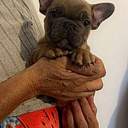 Alfred Boby participe au concours pour gagner de l'argent avec cette photo : puppy, dog, french_bulldog, pet, hands, person, holding, colorful_clothing, tie_dye, gray_shirt, cute, small, ears, nails, indoor, close_up, animal, companion, domestic, friendship