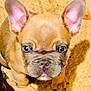 Alfred Boby participe au concours pour gagner de l'argent avec cette photo : puppy, dog, french_bulldog, pet, animal, ears, cute, looking_up, floor, indoor, small, brown, adorable, young, canine, fur, nose, whiskers, paw, portrait