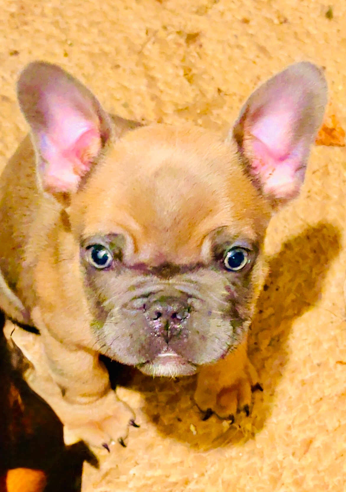 Alfred Boby participe au concours pour gagner de l'argent avec cette photo : puppy, dog, french_bulldog, pet, animal, ears, cute, looking_up, floor, indoor, small, brown, adorable, young, canine, fur, nose, whiskers, paw, portrait