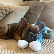 Alfred Boby a rejoint le concours — aidez-le/la à gagner de superbes lots ! adorable, animal, beige, closeup, couch, cute, dog, ears, french_bulldog, fur, indoor, pet, plush_toy, puppy, relaxed, resting, snout, soft_light, texture, young