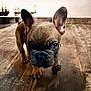 adorable, animal, brown, closeup, curious, cute, dog, domestic_animal, ears, face, french_bulldog, fur, indoor, looking, pet, puppy, small, standing, wooden_floor, young