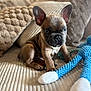 Alfred Boby participe au concours pour gagner de l'argent avec cette photo : beige, brown, couch, cozy, cute, dog, ears, face, french_bulldog, home, indoor, knitted_toy, pet, pillows, puppy, sitting, small_dog, soft_lighting, texture, toy