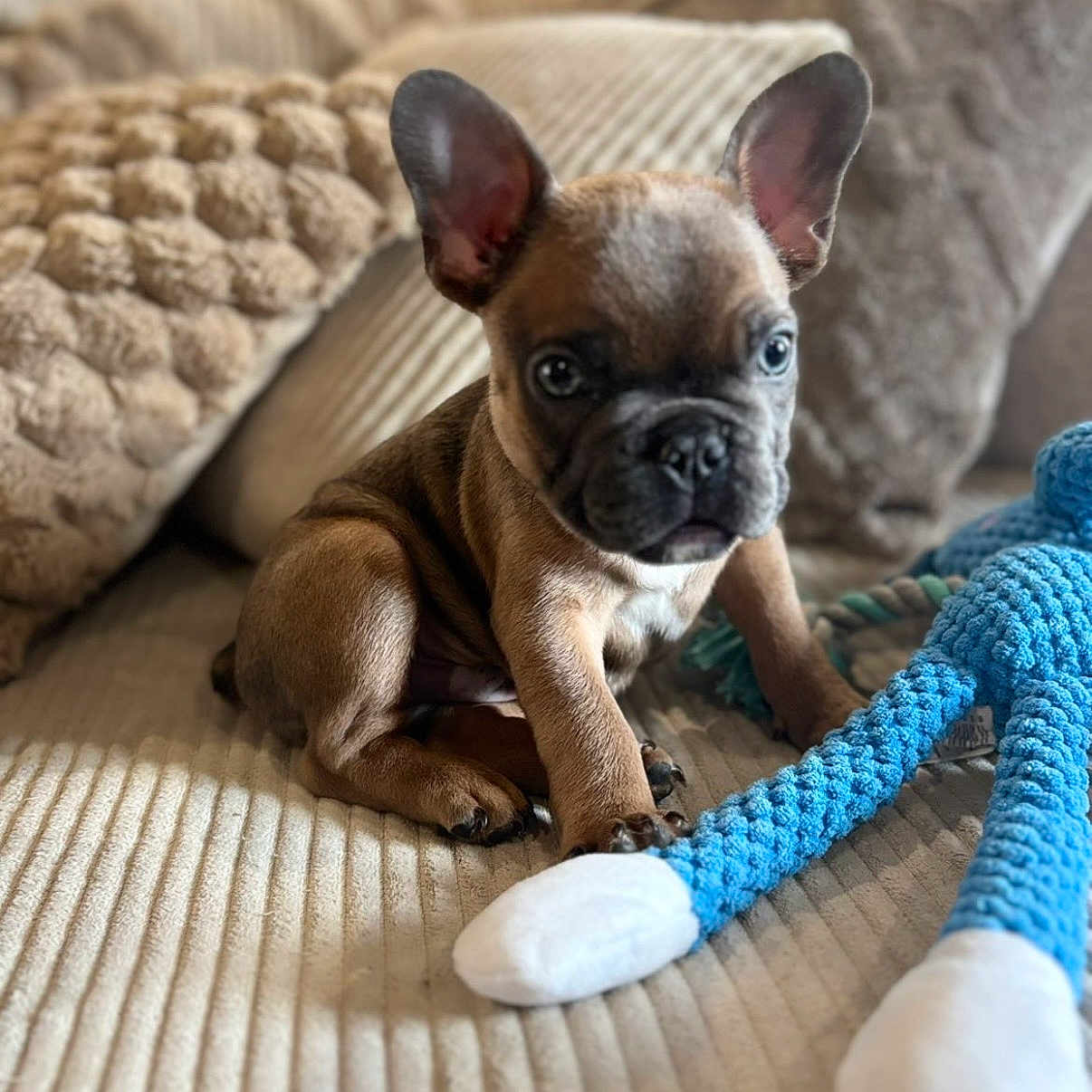 Alfred Boby participe au concours pour gagner de l'argent avec cette photo : beige, brown, couch, cozy, cute, dog, ears, face, french_bulldog, home, indoor, knitted_toy, pet, pillows, puppy, sitting, small_dog, soft_lighting, texture, toy
