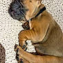 Alfred Boby a rejoint le concours — aidez-le/la à gagner de superbes lots ! puppy, sleeping, dog, cozy, blanket, knitted, brown_fur, paw, cute, pet, animal, resting, collar, closeup, indoor, fur, young, adorable, relaxed, nap